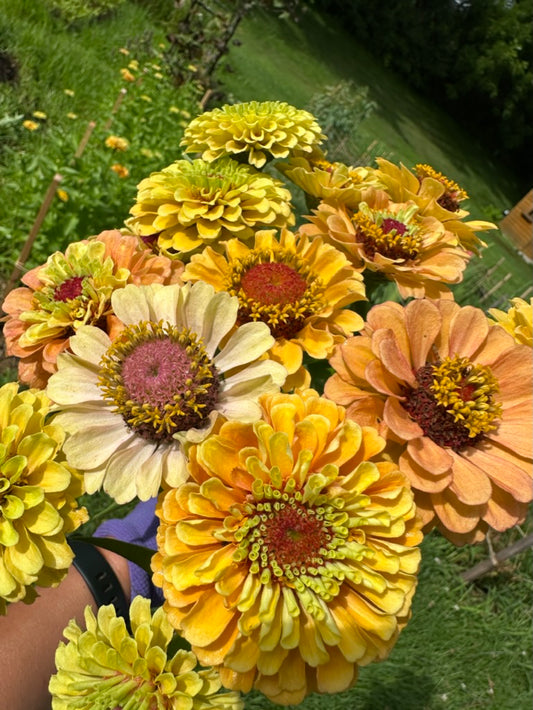 Zinnias